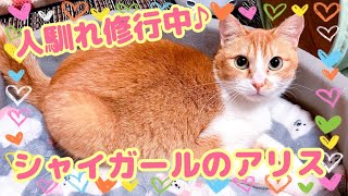 【保護猫】人馴れ修行中♪シャイガールのアリス【シェルター】