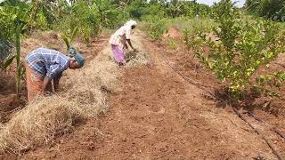 Turmeric as intercrop in Guva Farm, Turmeric is covered with dry leaves to control weeds