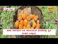 dakshina kannada areca nut problem ಕರಾವಳಿಯ ಅಡಿಕೆ ಬೆಳೆಗಾರರ ಈ ಆತಂಕಕ್ಕೆ ಪರಿಹಾರ ಬೇಕಿದೆ local18