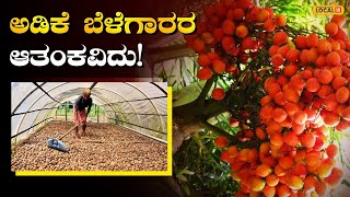 Dakshina Kannada Areca Nut Problem | ಕರಾವಳಿಯ ಅಡಿಕೆ ಬೆಳೆಗಾರರ ಈ ಆತಂಕಕ್ಕೆ ಪರಿಹಾರ ಬೇಕಿದೆ! | #local18