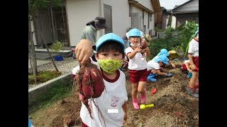 ゆり組・さつまいもほり！はちまんこども園(福井市）10月のイベント