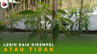 Lebih bagus mana dirempel atau tidak dirempel | cabe merah keriting