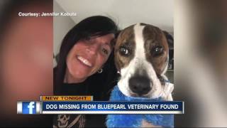 Dog with cancer that escaped from BluePearl hospital has been found