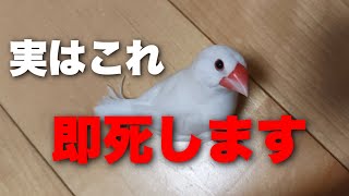 可愛い文鳥が即死してしまう出来事