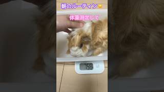 健康を守るために。。【5歳3ヶ月のモルモットの朝のルーティン】#モルモット #guineapig #長寿 #かわいい #shorts