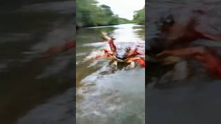 What Was that? | Giant Crab Attacks Fishermen