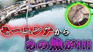 【海上釣堀】「水宝」朝から久しぶりに黒いアイツが！得意な巻き上げで青物食わす！！！