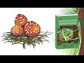 the adventure blooms in the sassafras science adventures volume 3 botany book trailer