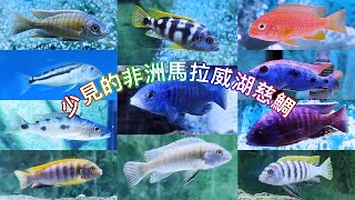 少見的非洲馬拉威湖慈鯛 Rare African Lake Malawi cichlids