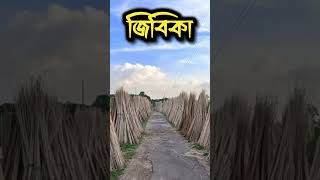 বারেক গ্রাম বিল এর সৌন্দর্য, বানিবহ, রাজবাড়ী [ ভ্রমন গল্প ] - Barek Gram, Banibaha, Rajbari #travel