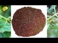 ಬೇವಿನ ಎಣ್ಣೆ ಕೀಟನಾಶಕ ತಯಾರಿಸುವ ವಿಧಾನneem oil pesticide how to use neemoil neemextraction agriculture