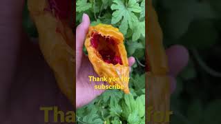 ផ្លែម្រះទុកពូជ្រ | moeu garden skill