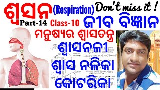 ଶ୍ଵସନ Part-14 | ଶ୍ୱାସନଳୀ ଓ ଶ୍ୱାସ ନଳିକା | Trachea \u0026 Bronchi | Respiratory System in Odia Class 10 |