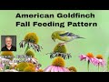 American Goldfinch's Fall Pattern