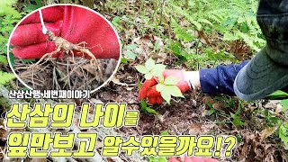 산삼의 나이를 잎만보고 알수있을까요? 작은삼도 놓치지말자. Mysterious medicine Wild ginseng