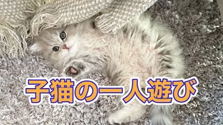 【成長記録】子猫の一人遊び☆なんでも遊び道具