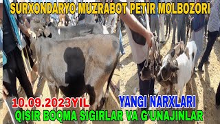 MUZRABOT PETIR MOLBOZORI QISIR BOQMA SIGIRLAR VA G'UNAJINLAR NARXLARI 10.09.2023.yil