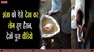 शंख को ऐसे देख कर लोग हुए हैरान, देखें पूरा वीडियो | People were shocked to see conch see full video