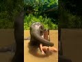 elephant shower