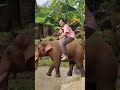 eren naik gajah 🦣 funny shorts