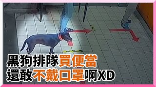 呆萌黑狗「排隊買便當」！老闆笑：沒戴口罩不賣你｜寵物動物｜狗狗｜貪吃｜搞笑｜實聯制｜防疫｜萌寵｜精選影片