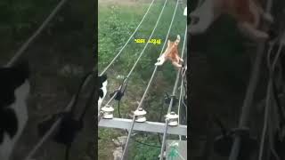 funny cat | ithalla ithinappuram chaadi...#shortvideo #funnyshorts #animals #cat #funnyanimalvideos