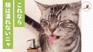 下から吹き出すシャワーの水を器用に直飲みするニャンコ🐾【PECO TV】