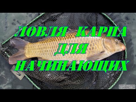 Ловля карпа ночью Ловля карпа ночью