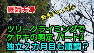 【庭師・夫婦で独立】＃14 ツリークライミングで剪定、パート2。