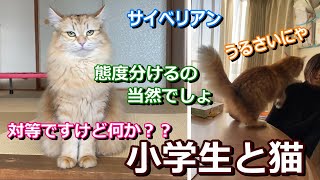 【人間に絡む猫】小学生と猫【ちゃこＴＵＢＥ】猫の子ども対応【サイベリアン】家族によって対応が違う猫【反応する猫】かわいい猫