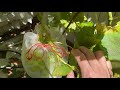 4k how to grow grapes pest control against rats and birds rats stealing fruits caught on camera