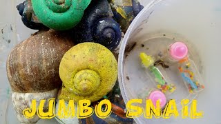 GO ON ADVENTURE IN THE WILDERNESS FINDING JUMBO SNAILS, CONCHS AND MYSTERY BOTTLES