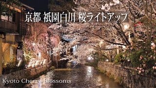 京都 祇園白川 桜のライトアップ【京都桜】