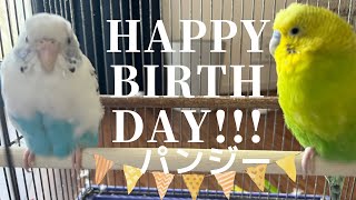 【パンジー2歳のバースデー🎂】セキセイインコ一家  #vlog #セキセイインコ