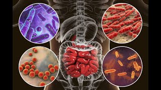 Gut Health and Your Microbiome