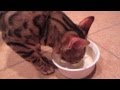 Nom Nom Eggs!! Nom Nom Eggs!!