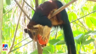 മലയണ്ണാന്‍റെ കടിയേറ്റ് കര്‍ഷകന് പരുക്ക് | Thrissur  Indian giant squirrel