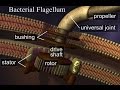 Behe & Meyer Destroy Challenge to Flagellum Motor