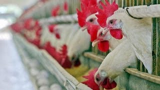 Obama Budget Plans on Replacing USDA Poultry Inspectors with Industry Self Regulation