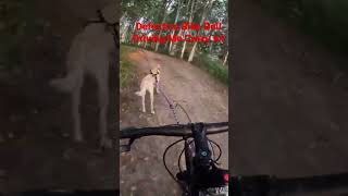 Defective Bike Bell Driving Me Crazy #dog #bikejoring #bike #crazy