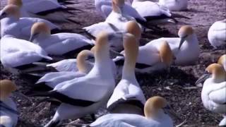 Wildlife.wmv