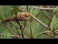 two barred crossbills