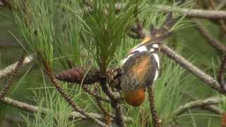 Two-barred Crossbills