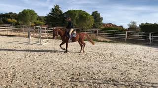 Oheba hongre de 3 ans premiers sauts montés