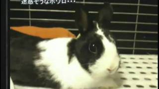 第37回（2010年8月26日）うさぎのおめめ part6