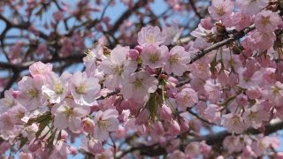 ビデオで見る札幌ウォーキングコース　白石桜めぐり　2017/5/2