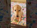 দেখো সবাই coco কত্তো কথা শোনে mammam এর🥰🥰 suvani doglover labrador funny coco