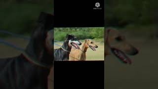 chippiparai and kanni dog whatsapp status#chippiparai #kanni #dogs #viral #trending #tamil