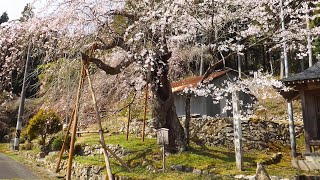 広島市周辺　しだれ桜巨樹　めぐり　（観音神社、神原、大虫）