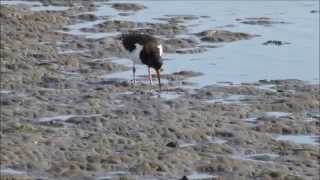 Vroege Vogels - Scholekster en een scheermes